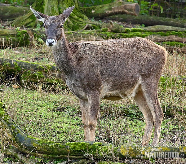 Cervus albirostris