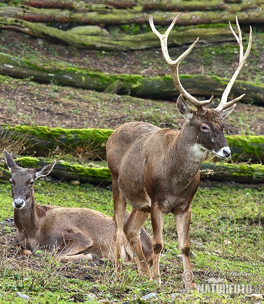 Cervus albirostris