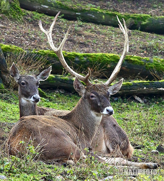 Cervus albirostris