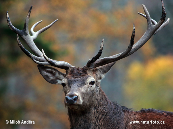 Cervus elaphus