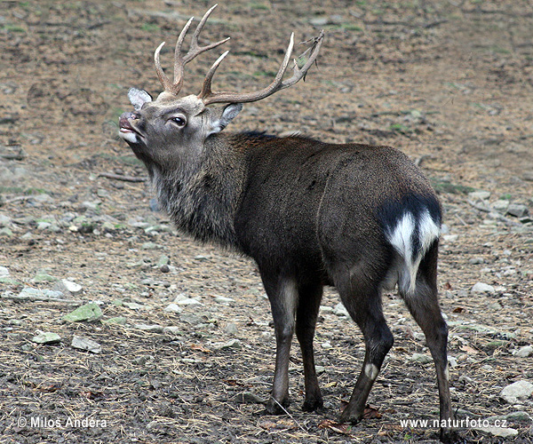 Cervus nippon