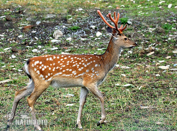 Cervus nippon dybowskii