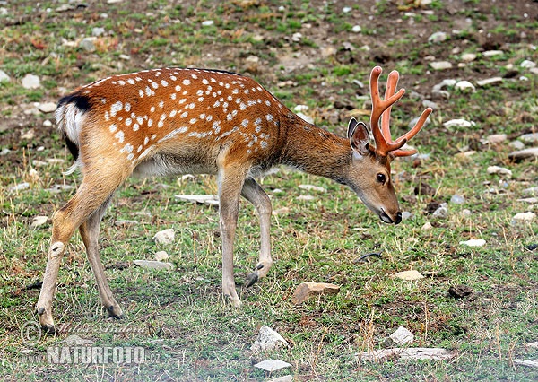 Cervus nippon dybowskii