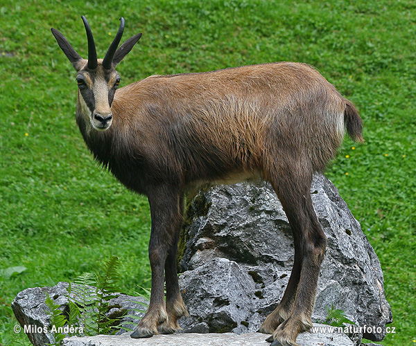 Chamois