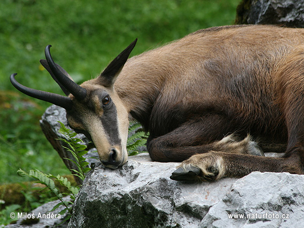 Chamois