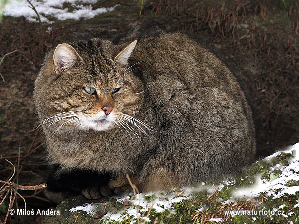 Chat sauvage