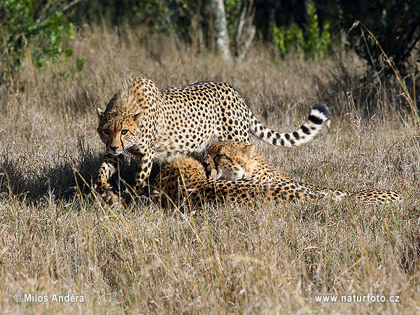 Cheetah