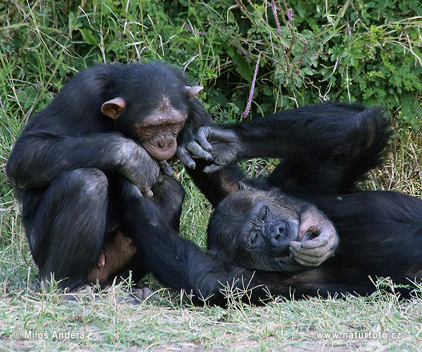 Chimpancé común