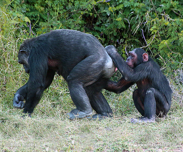 Chimpansee