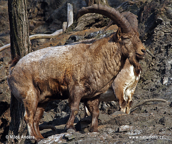 Chèvre du, Caucase occidental