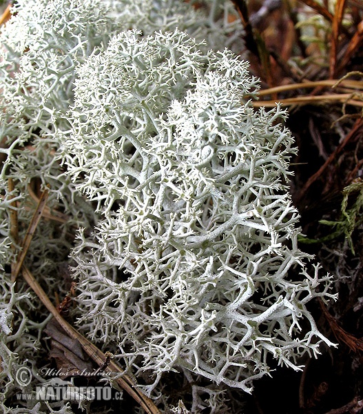 Cladonia rangiferina