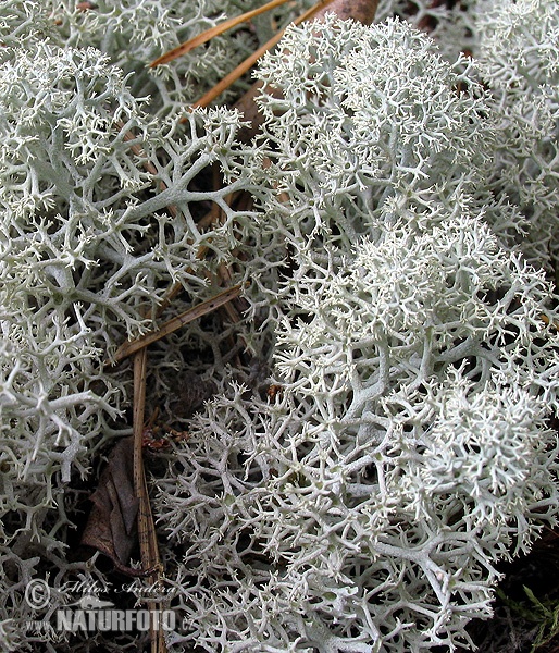 Cladonia rangiferina