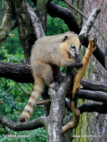 Coati commun