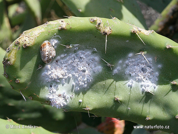 Cocciniglia del carminio