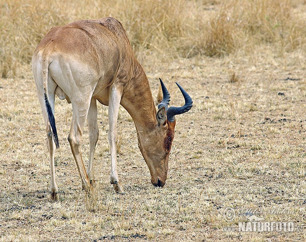 Coke's Hartenbeest