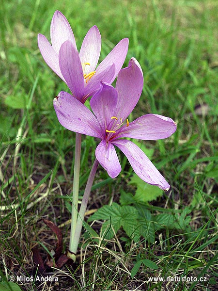 Colchicum autumnale