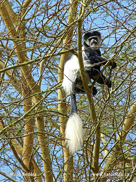 Colobus guereza