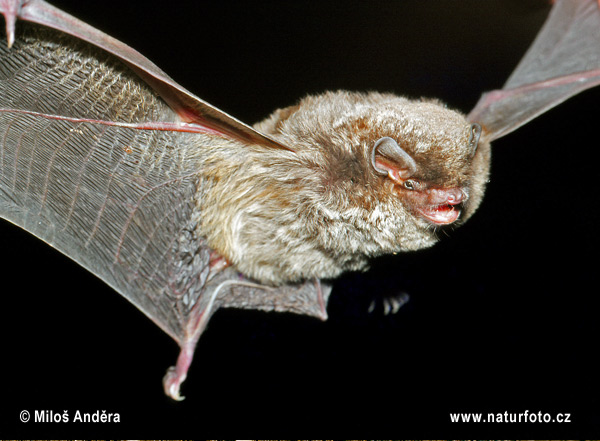 Common bent-wing bat (Miniopterus schreibersii)