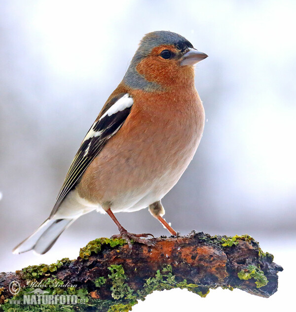 Common Chaffinch (Fringilla coelebs)