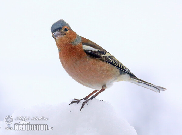 Common Chaffinch (Fringilla coelebs)