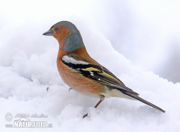 Common Chaffinch (Fringilla coelebs)