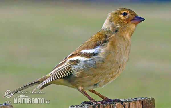 Common Chaffinch (Fringilla coelebs)