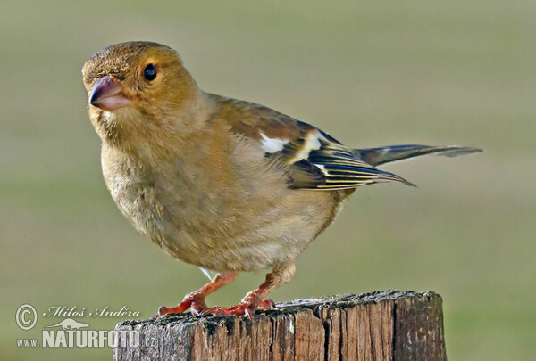 Common Chaffinch (Fringilla coelebs)