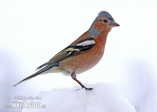 Common Chaffinch (Fringilla coelebs)