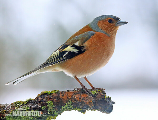 Common Chaffinch (Fringilla coelebs)