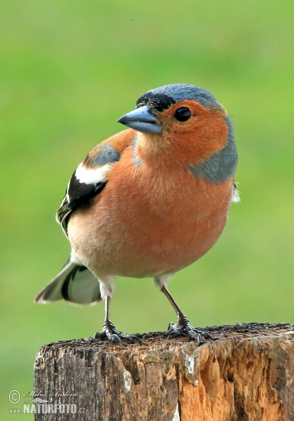 Common Chaffinch (Fringilla coelebs)