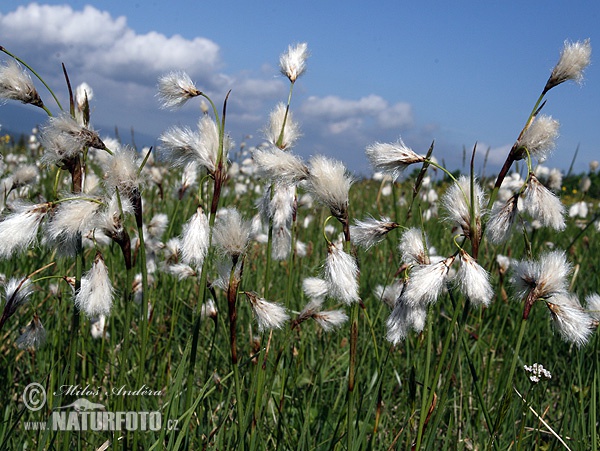 Common cottongrass, Common cottonsedge (Eriophorum angustifolium)