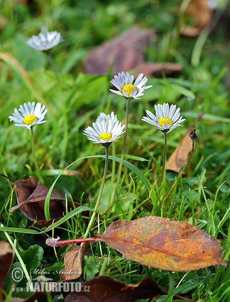 Common daisy, Paris daisy, (Bellis perennis)