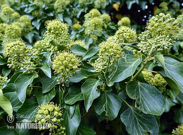 Common ivy, English ivy, European ivy (Hedera helix)