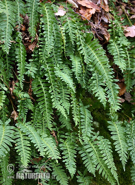 Common polypody (Polypodium vulgare)