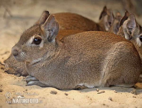 Conejo de los palos