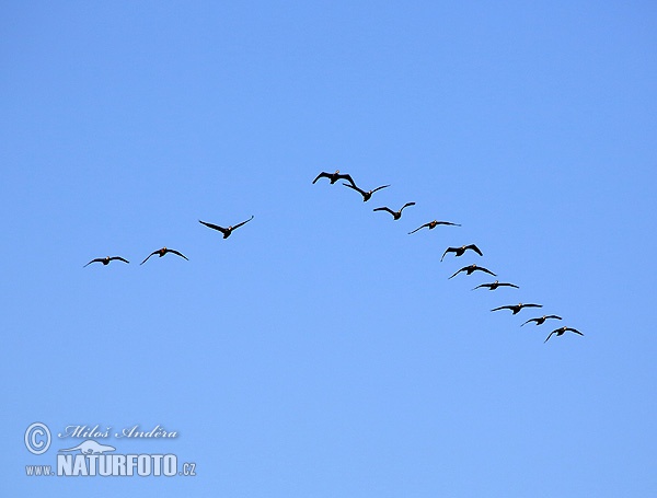 Cormorano comune