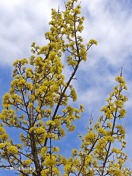 Cornus mas