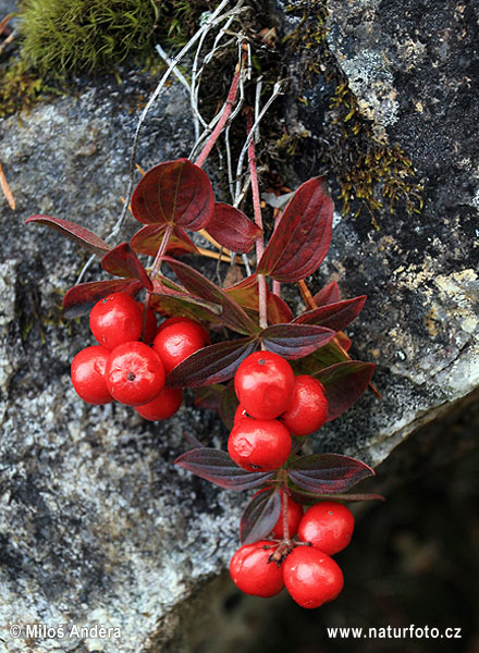 Cornus suecica