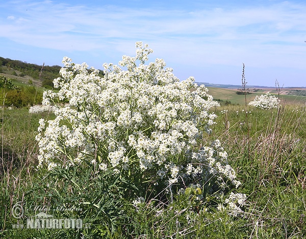 Crambe tataria