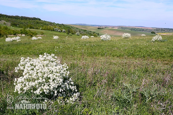 Crambe tataria