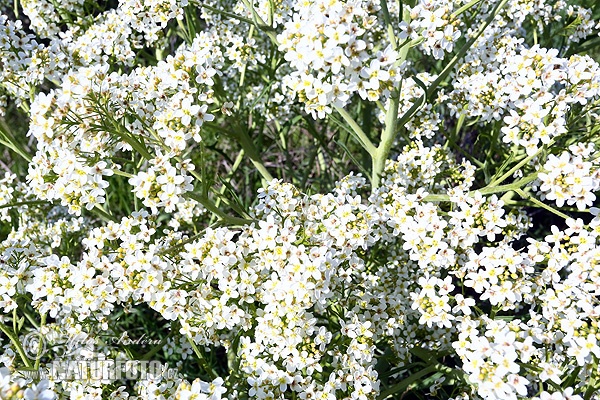 Crambe tataria