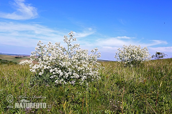 Crambe tataria