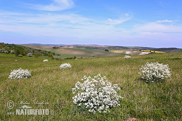 Crambe tataria