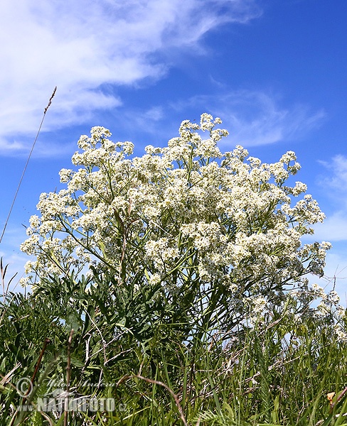 Crambe tataria