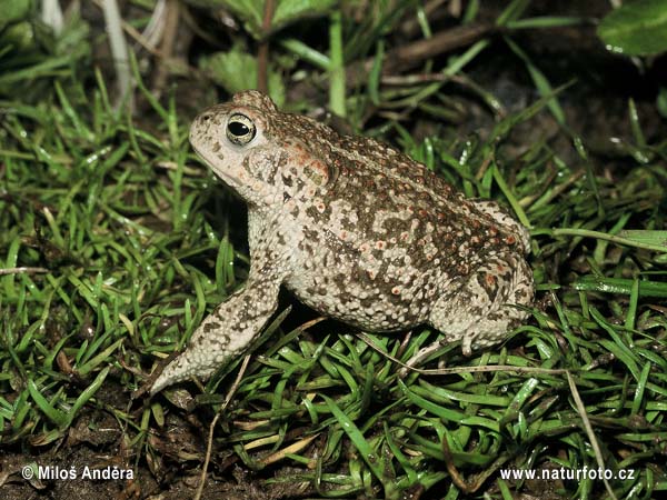 Crapaud calamite