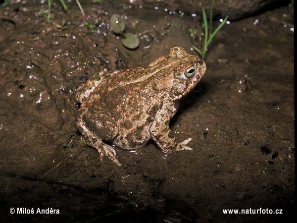 Crapaud calamite