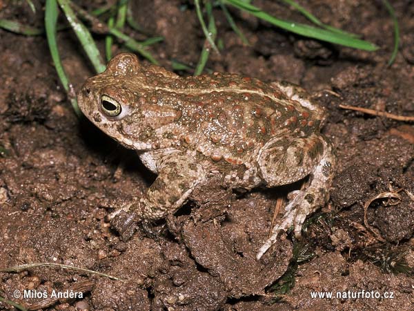 Crapaud calamite