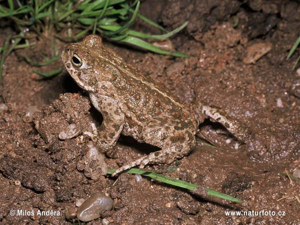 Crapaud calamite