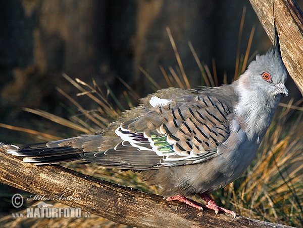 Crested pigeon (Ocyphaps lophotes)