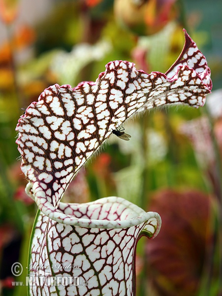 Crimson pitcherplant, White pitcher plant (Sarracenia leucophylla)